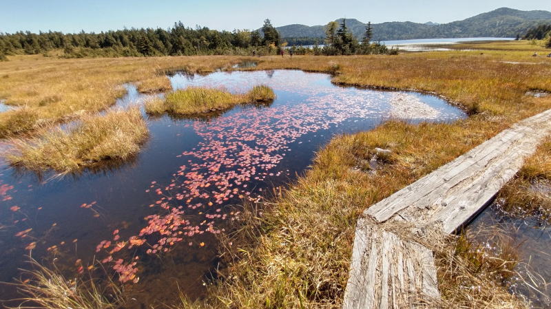 f:id:Aoituki:20210927000901j:plain