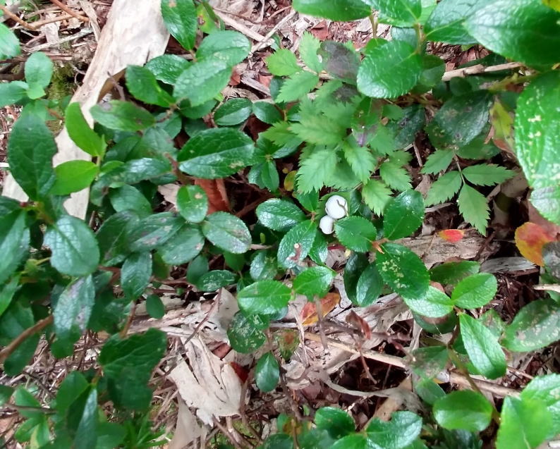 f:id:Aoituki:20210927001336j:plain