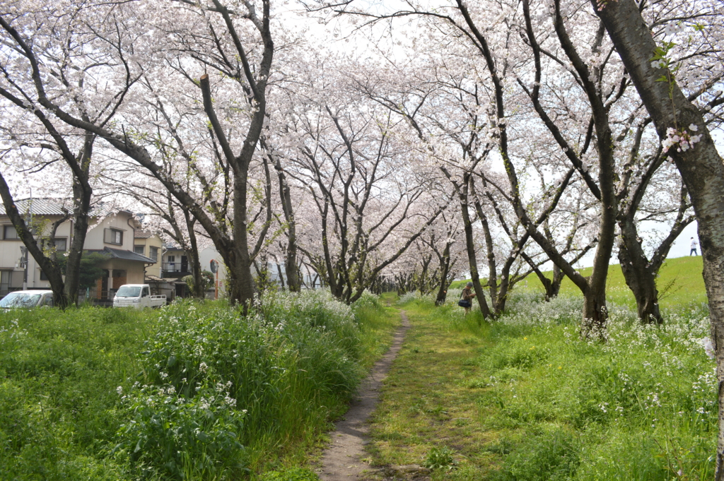f:id:Aono-Inori:20170409105416j:plain