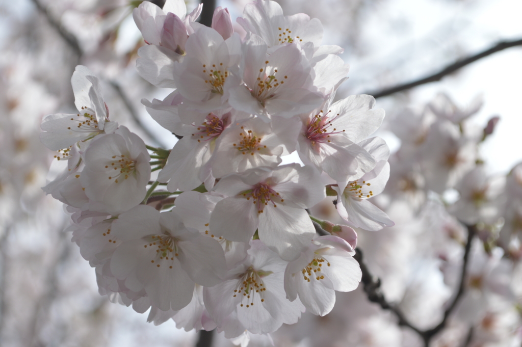 f:id:Aono-Inori:20170409105943j:plain
