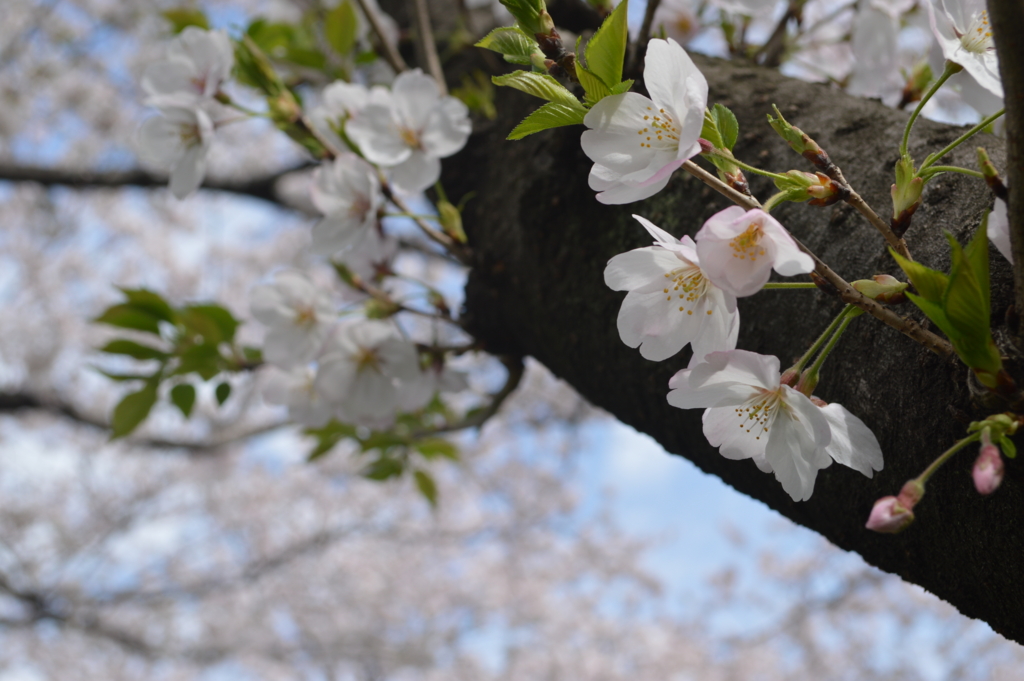 f:id:Aono-Inori:20170409110341j:plain