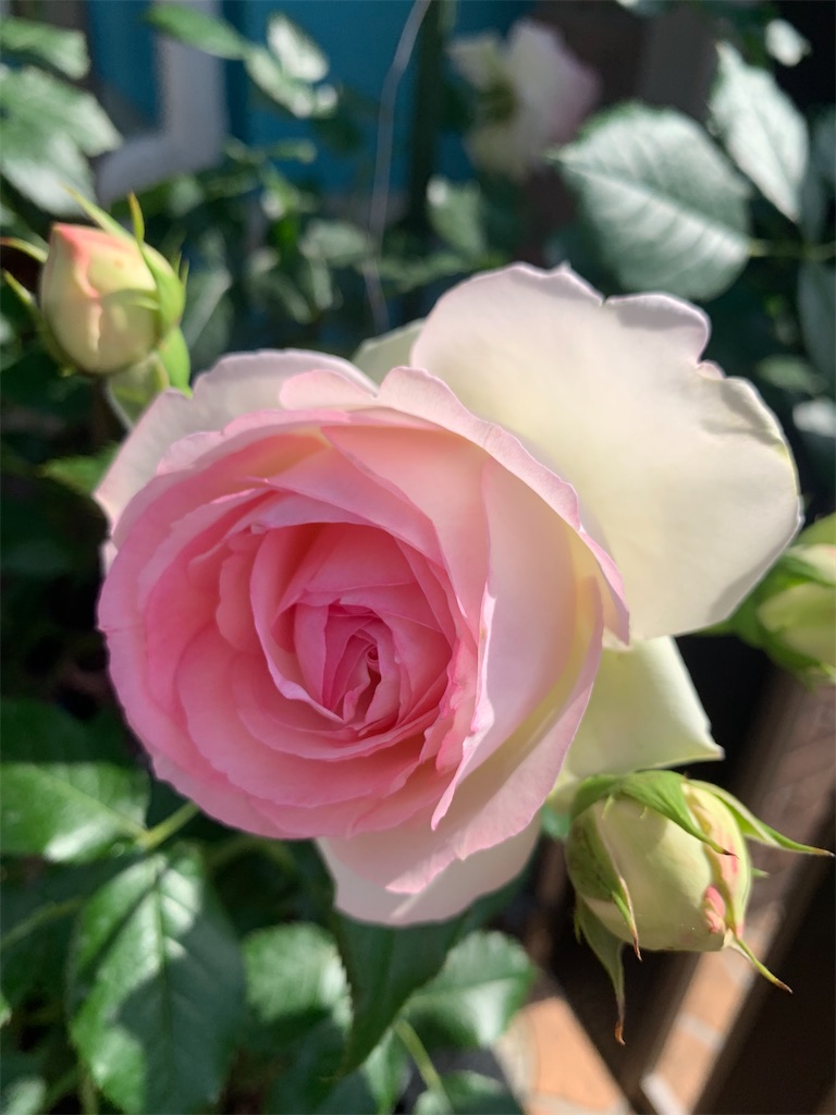 f:id:Aoyama0721:20250521230510j:image