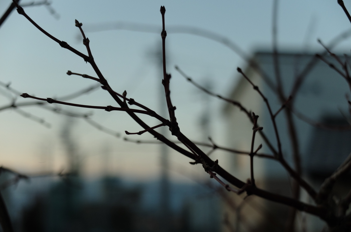 f:id:Aozora100:20190331085529j:plain f:id:Aozora100:20190331085529j:plain