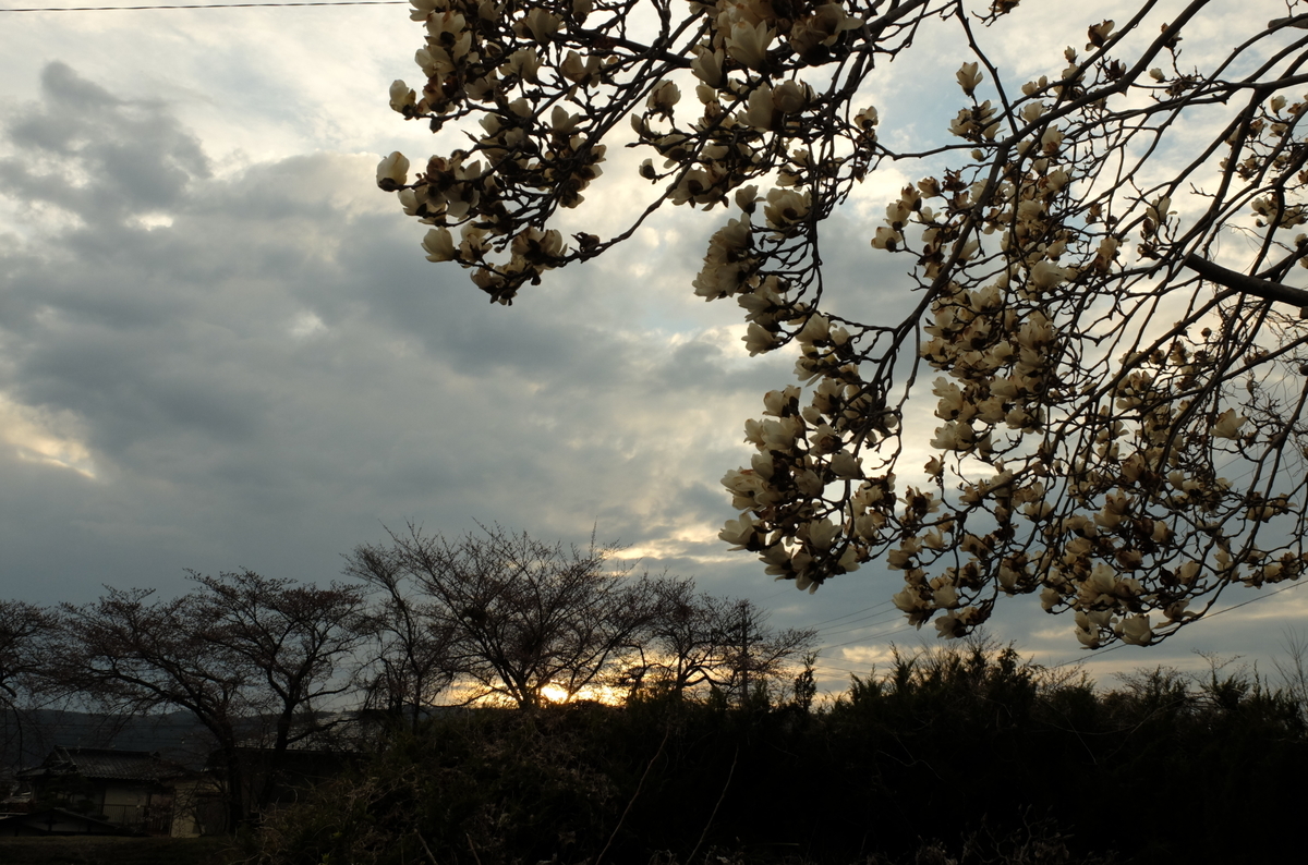 f:id:Aozora100:20190501223121j:plain f:id:Aozora100:20190501223121j:plain