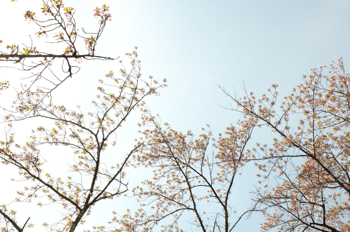 f:id:Aozora100:20190907164932j:plain