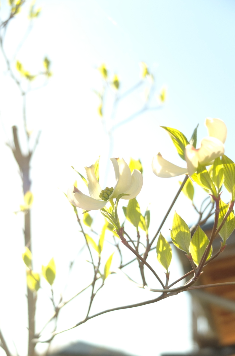 f:id:Aozora100:20190924145002j:plain