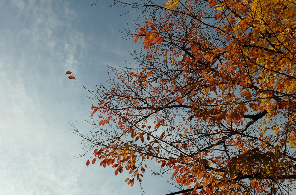 f:id:Aozora100:20191117085935j:plain f:id:Aozora100:20191117085935j:plain