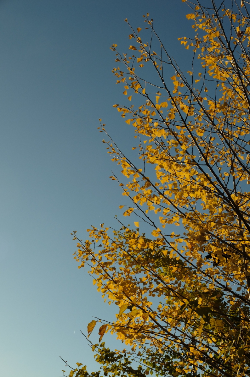 f:id:Aozora100:20191119073330j:plain f:id:Aozora100:20191119073330j:plain