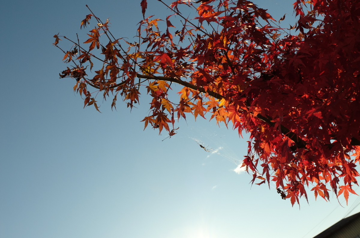f:id:Aozora100:20191120074214j:plain f:id:Aozora100:20191120074214j:plain