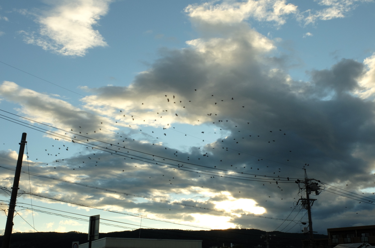 f:id:Aozora100:20191121211616j:plain f:id:Aozora100:20191121211616j:plain