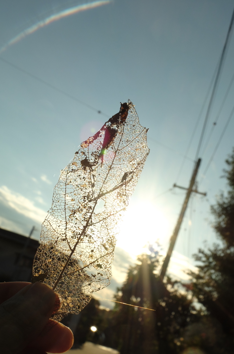 f:id:Aozora100:20200125211633j:plain