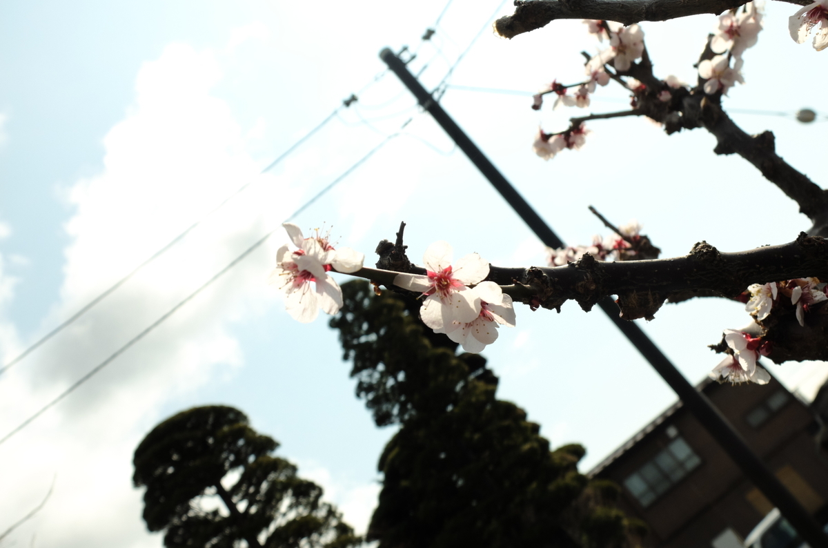 f:id:Aozora100:20200630202623j:plain