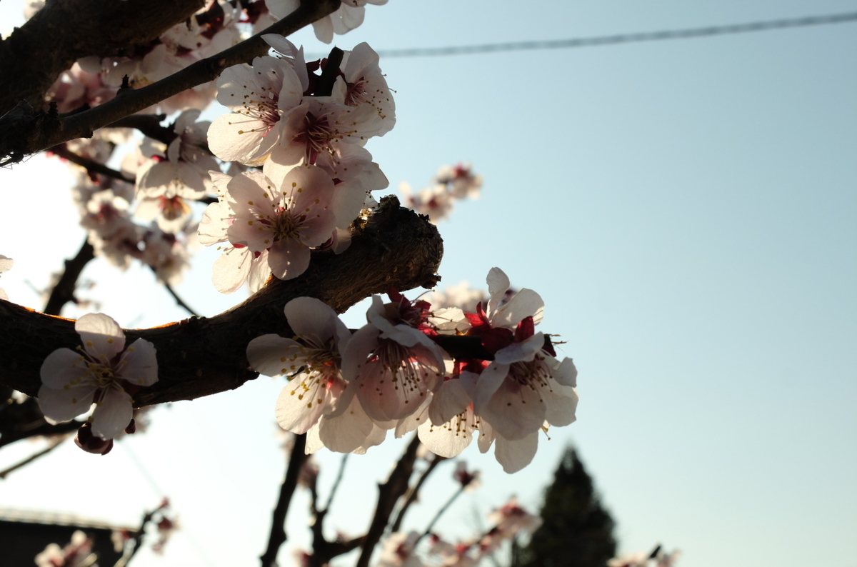 f:id:Aozora100:20200630202712j:plain