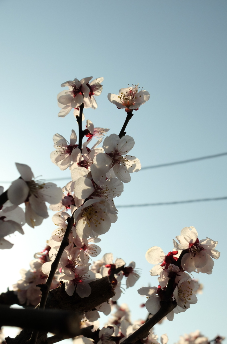 f:id:Aozora100:20200630202725j:plain
