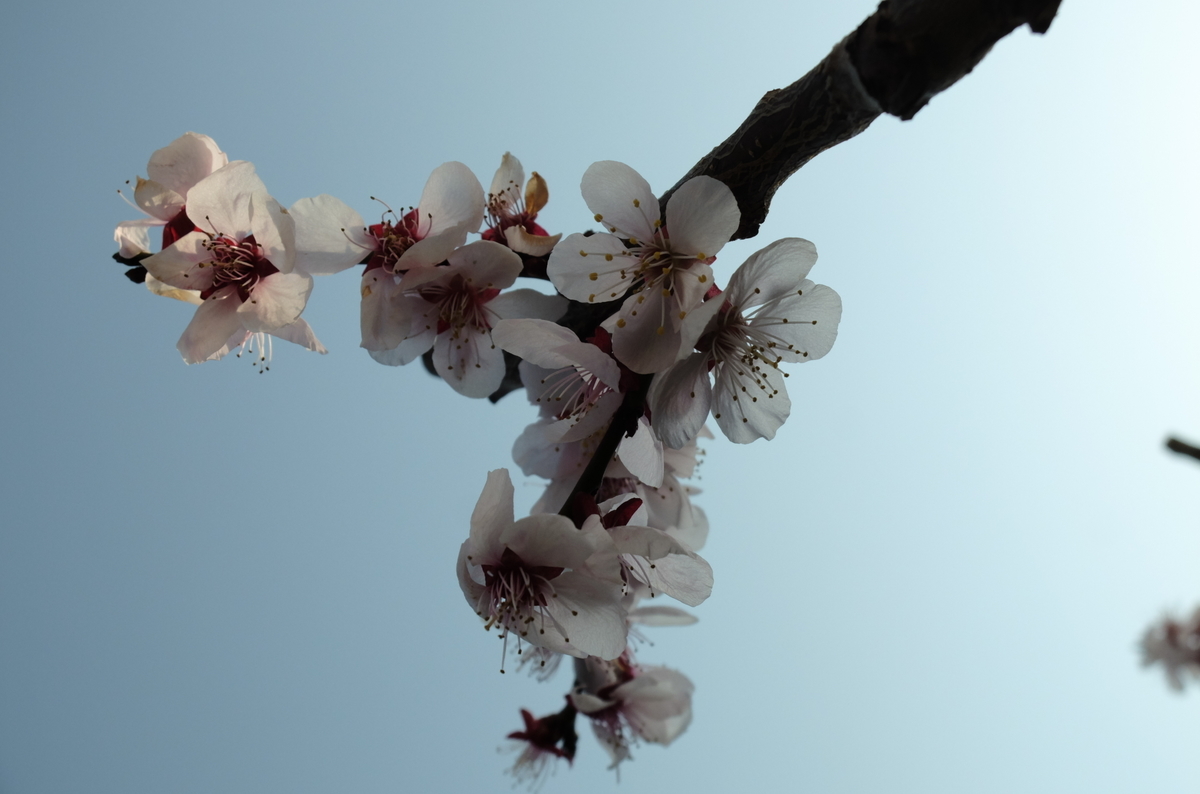f:id:Aozora100:20200630202735j:plain