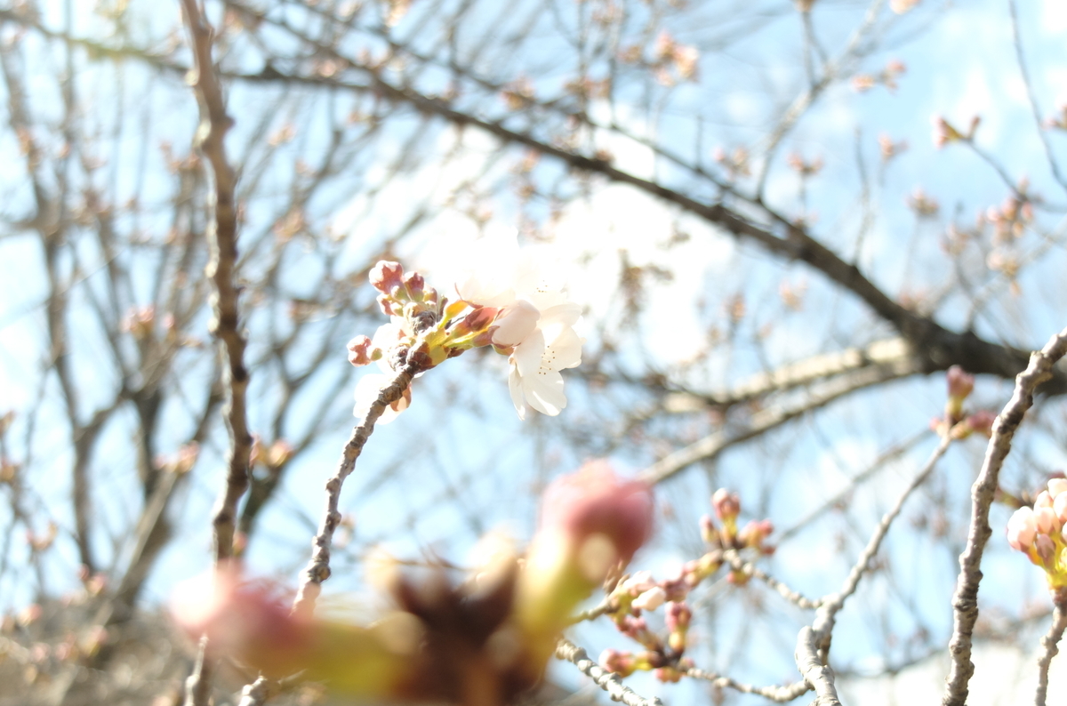 f:id:Aozora100:20201206220530j:plain