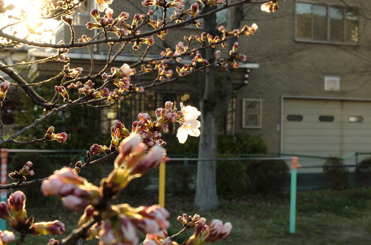 f:id:Aozora100:20201206220550j:plain