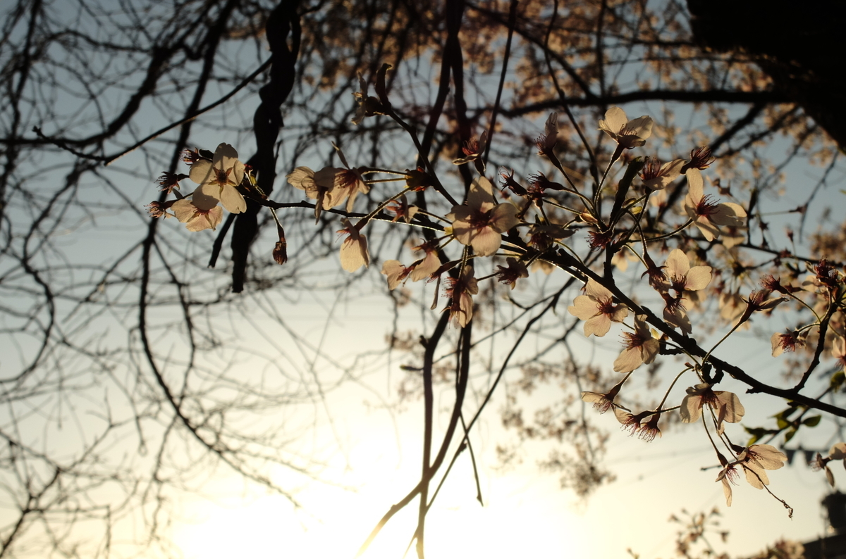 f:id:Aozora100:20210118204549j:plain