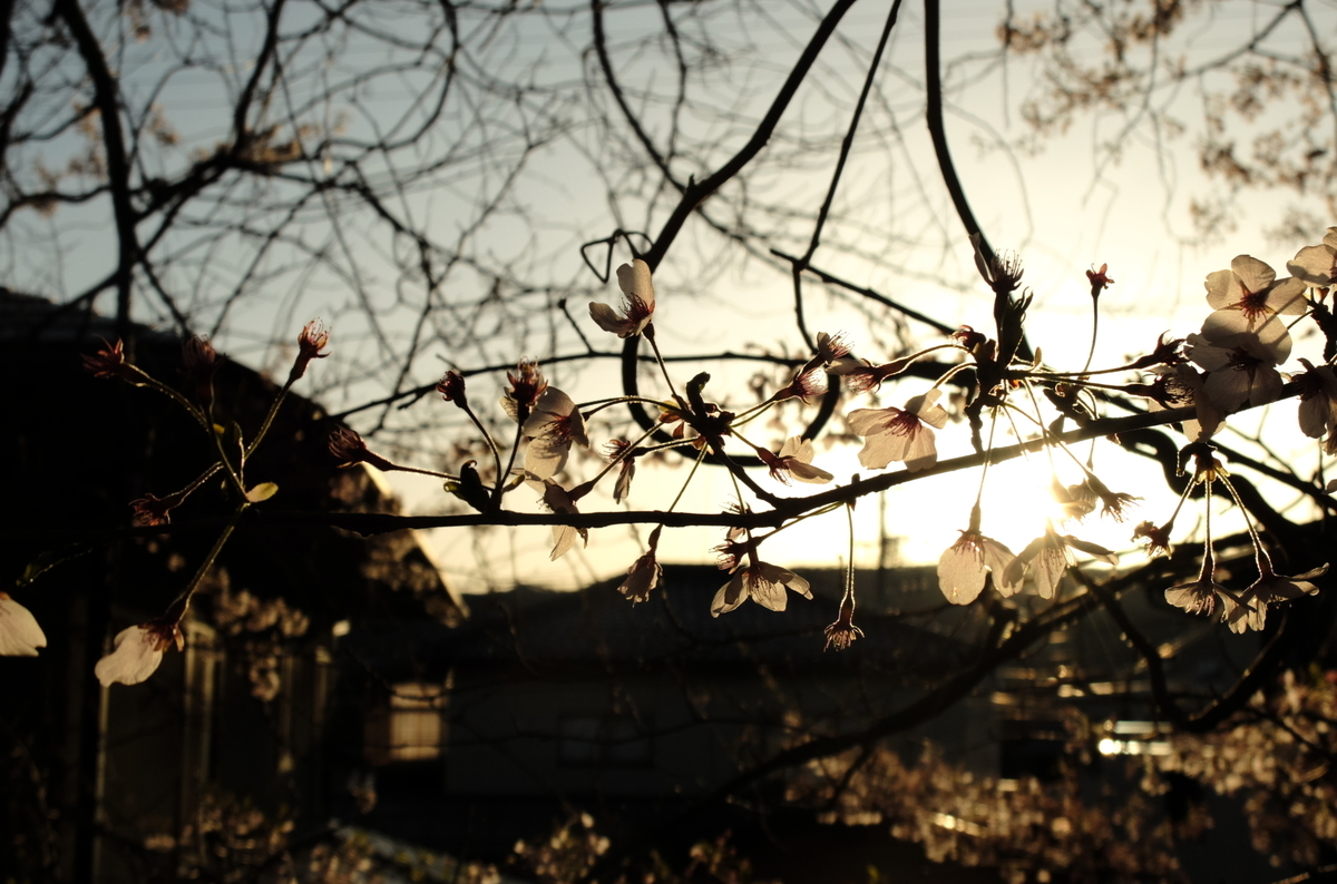 f:id:Aozora100:20210118204559j:plain