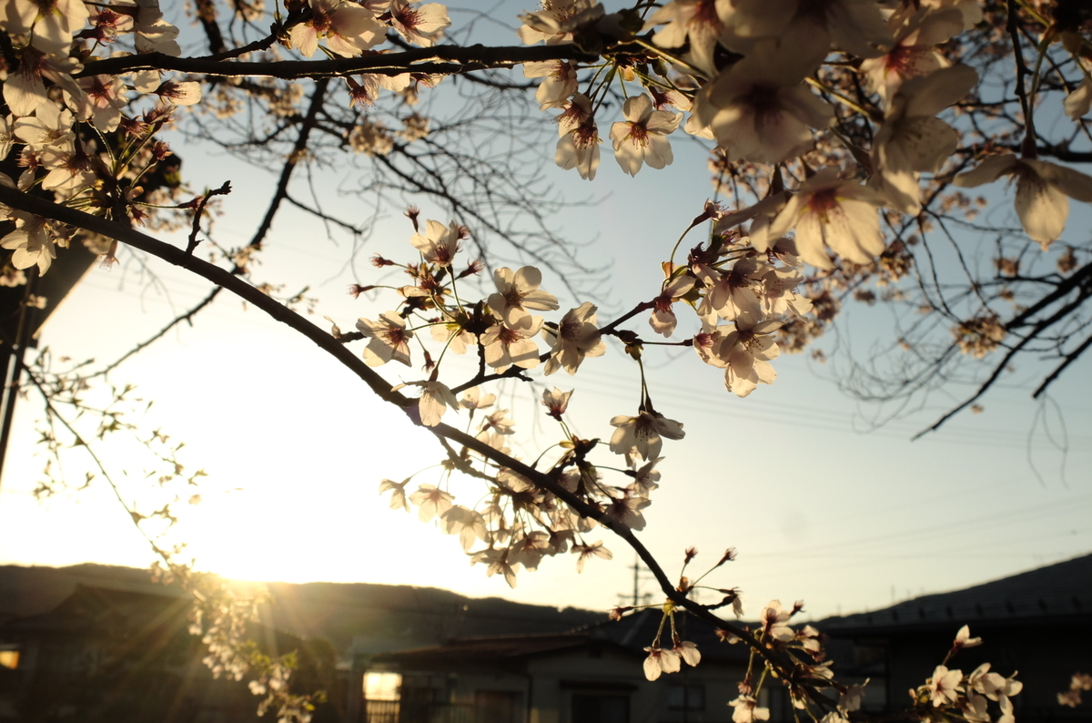 f:id:Aozora100:20210118204609j:plain