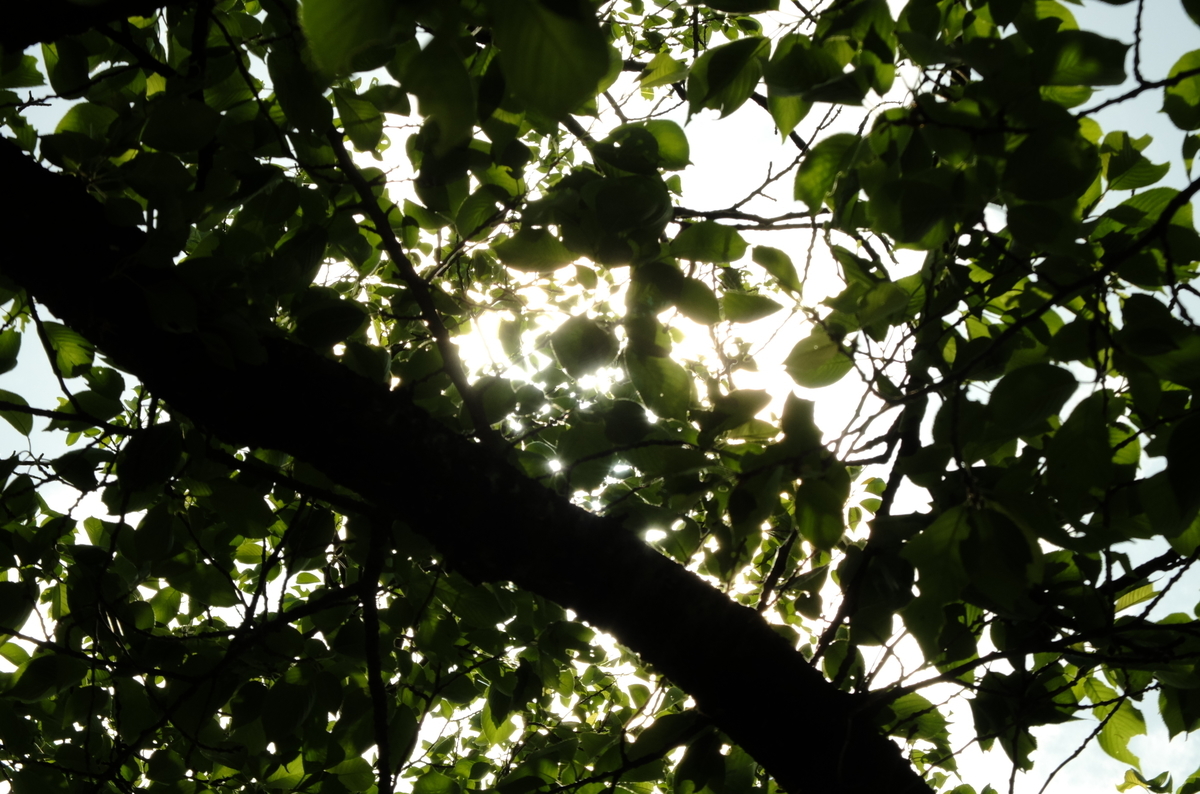 f:id:Aozora100:20210203115608j:plain