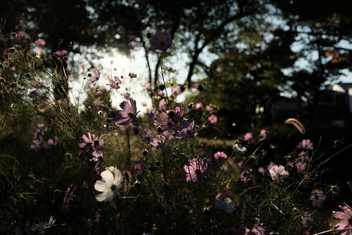 f:id:Aozora100:20210405141557j:plain