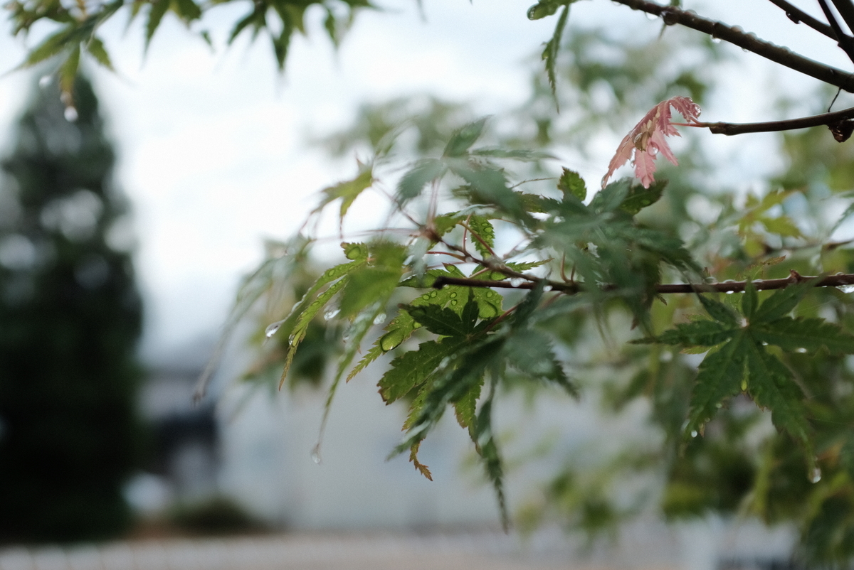 f:id:Aozora100:20210923202139j:plain