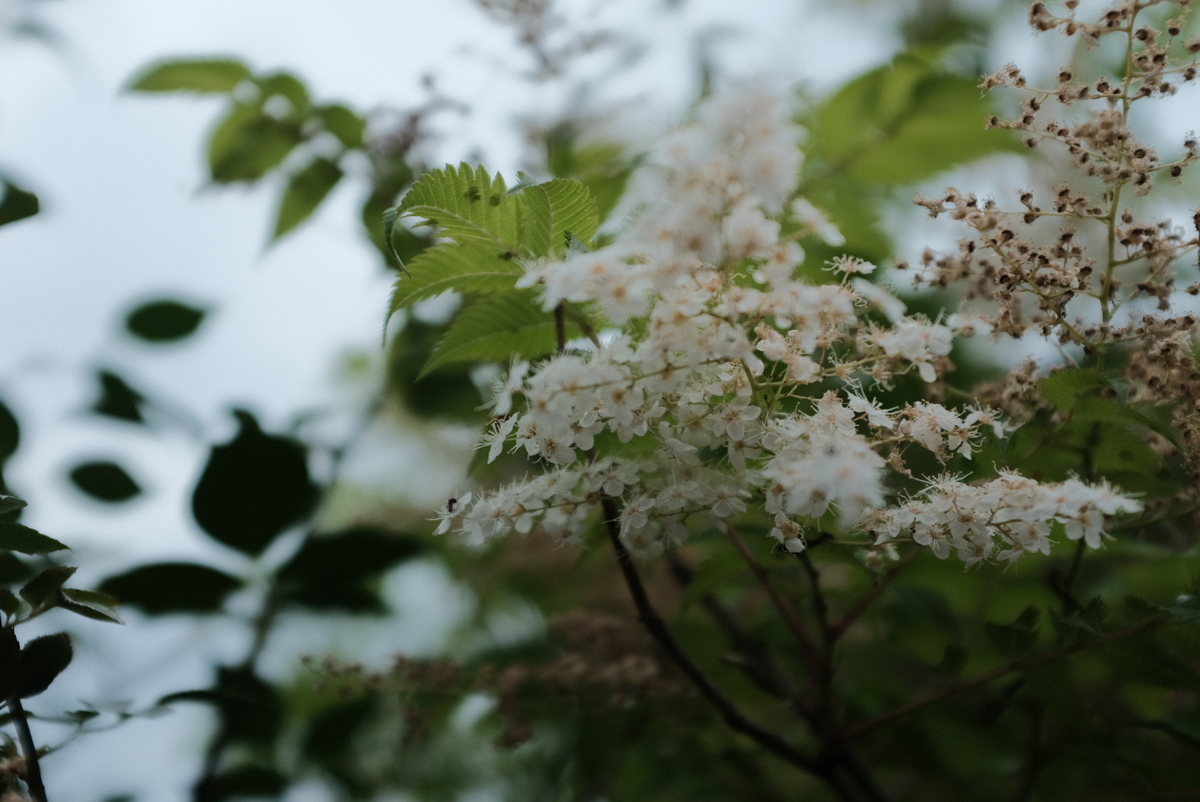 f:id:Aozora100:20211002135550j:plain