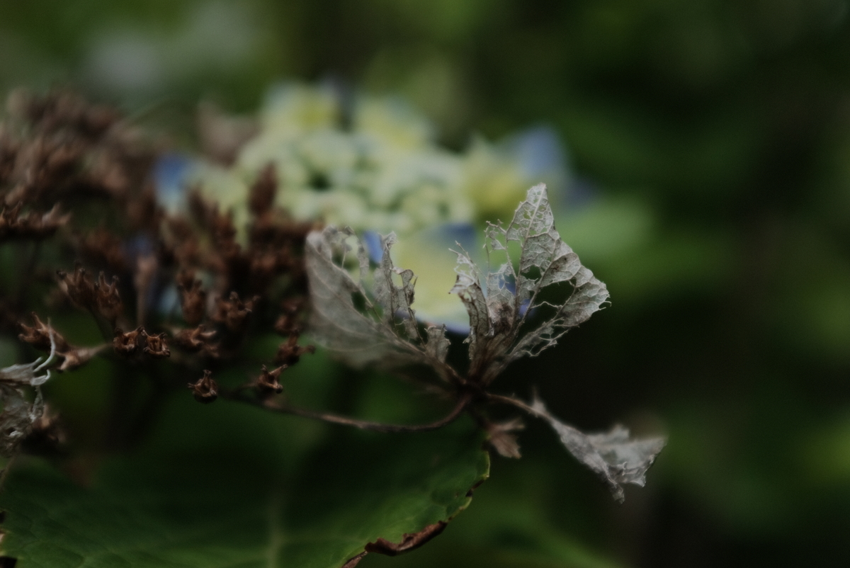 f:id:Aozora100:20211002135710j:plain