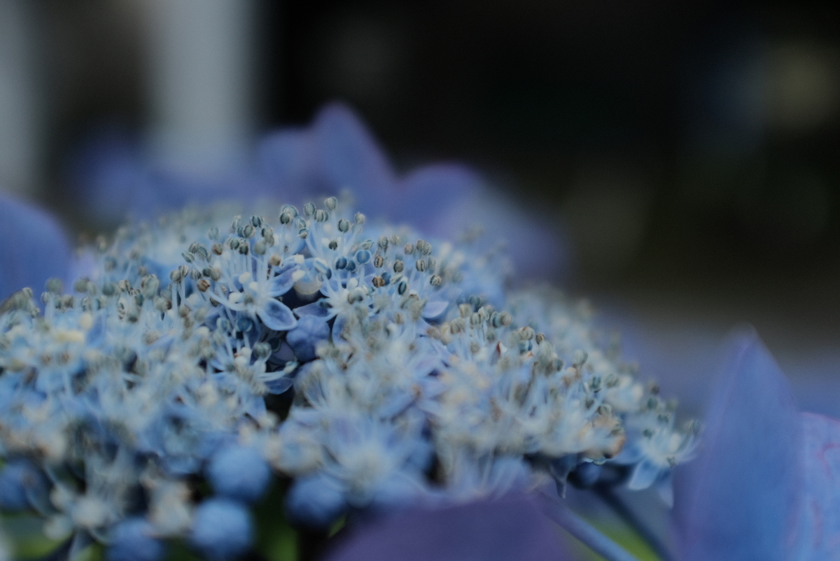 f:id:Aozora100:20211002135919j:plain