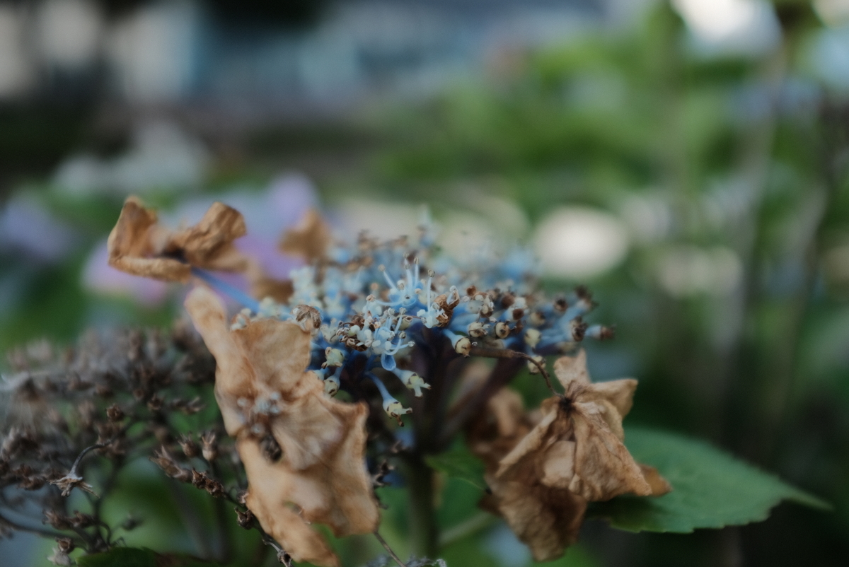 f:id:Aozora100:20211023202536j:plain