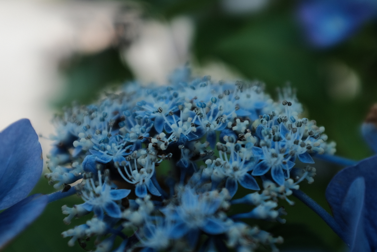 f:id:Aozora100:20211023202545j:plain