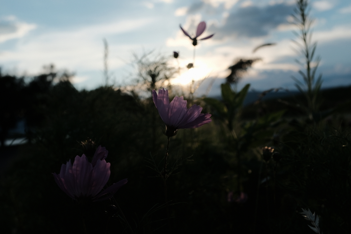 f:id:Aozora100:20211108205753j:plain