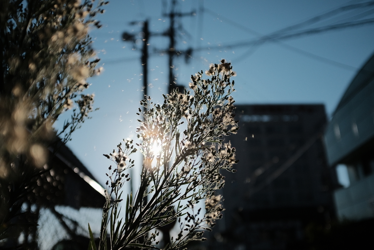 f:id:Aozora100:20211118205123j:plain