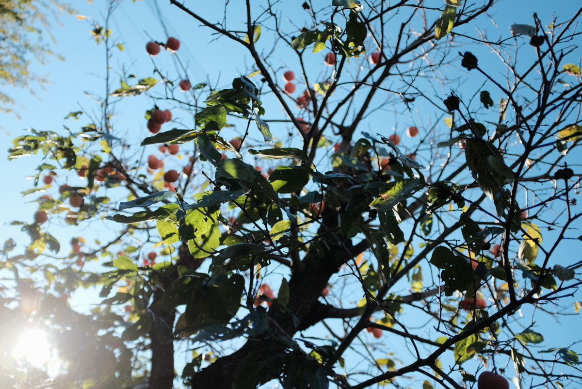 f:id:Aozora100:20211127214314j:plain