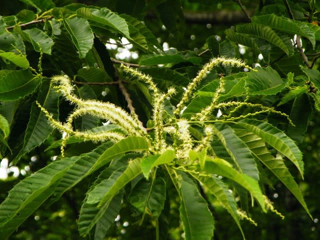 クリ（栗）の花が咲いています - 白老の自然情報