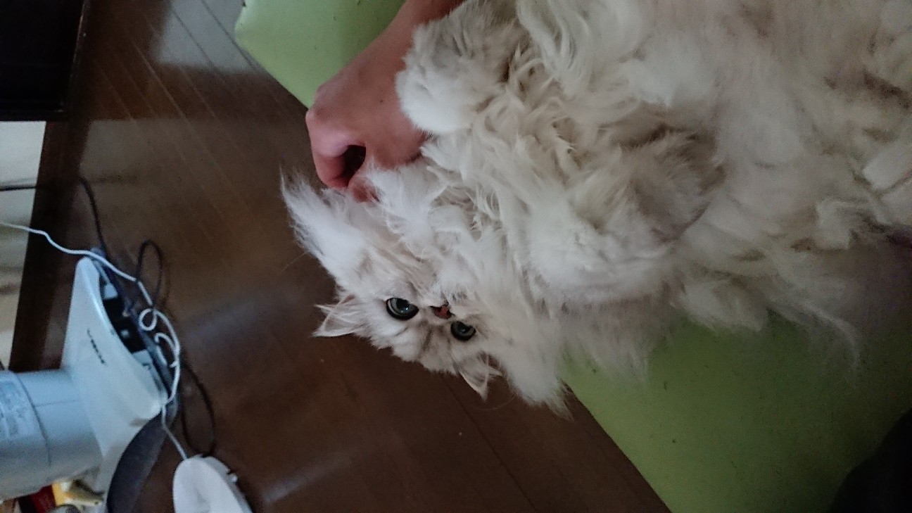 f:id:ApeFelix:20180519031348j:image