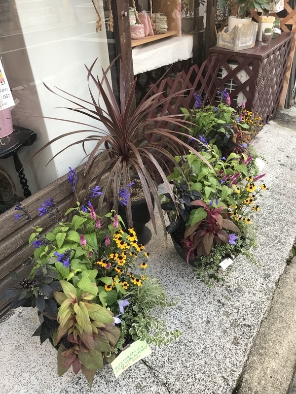 桔梗の寄せ植え ヒトリマチさん など Aplaudoのブログ