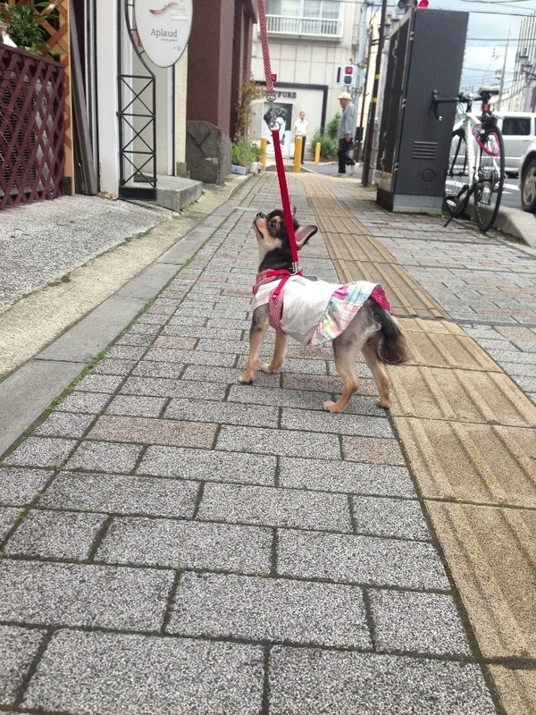 イメージ 14