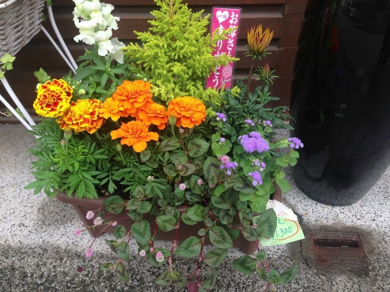 イメージ 7