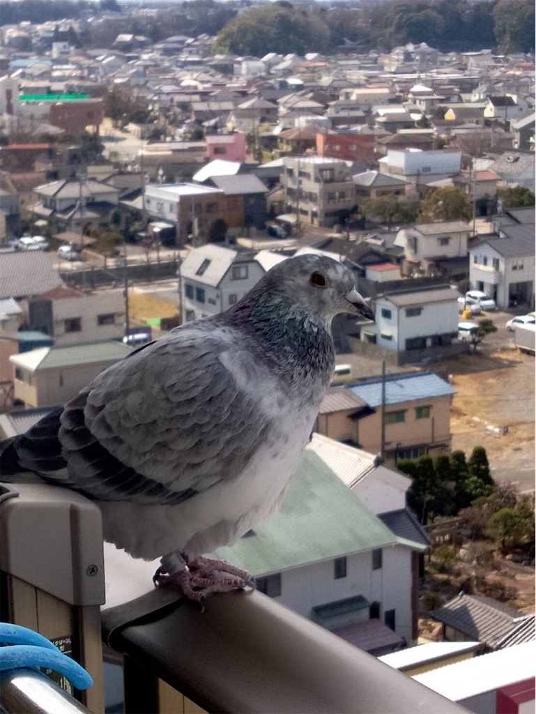 f:id:Aplaudo:20210211212146j:image
