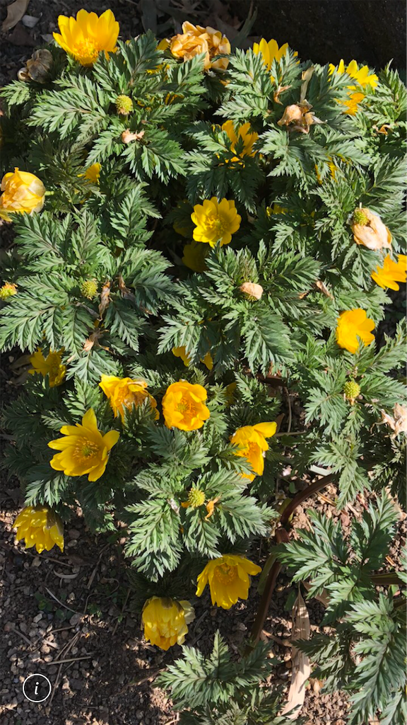 f:id:Aplaudo:20210225174322p:image f:id:Aplaudo:20210225174322p:image