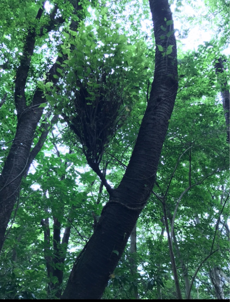 f:id:Aplaudo:20210807144425j:image