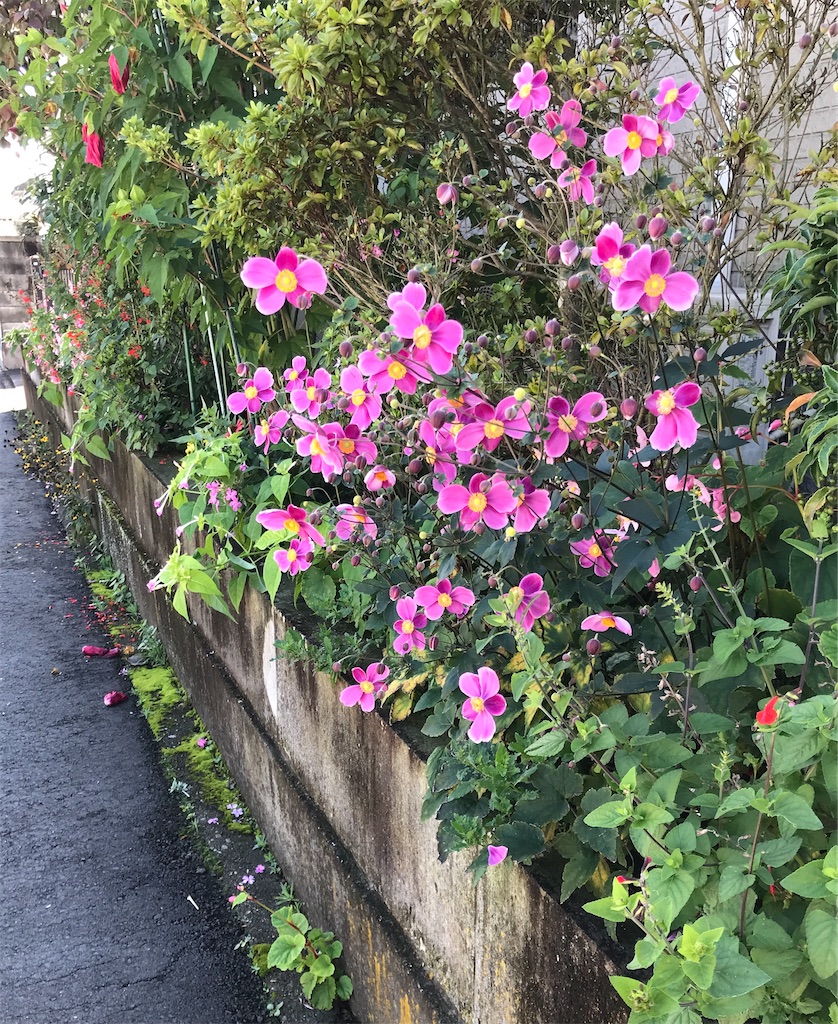 f:id:Aplaudo:20210919120917j:image