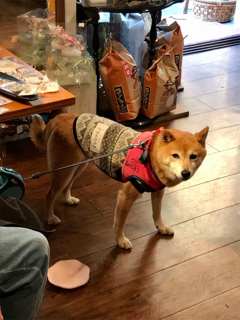 f:id:Aplaudo:20211117212923j:image