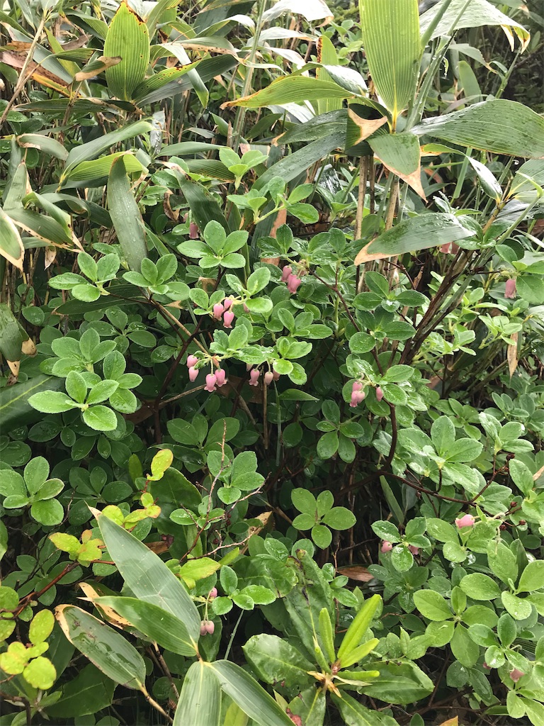 f:id:Aplaudo:20220731162900j:image