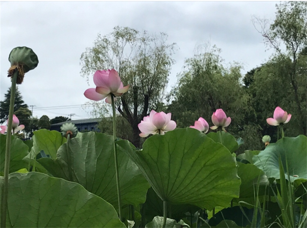 f:id:Aplaudo:20220811210236j:image f:id:Aplaudo:20220811210236j:image