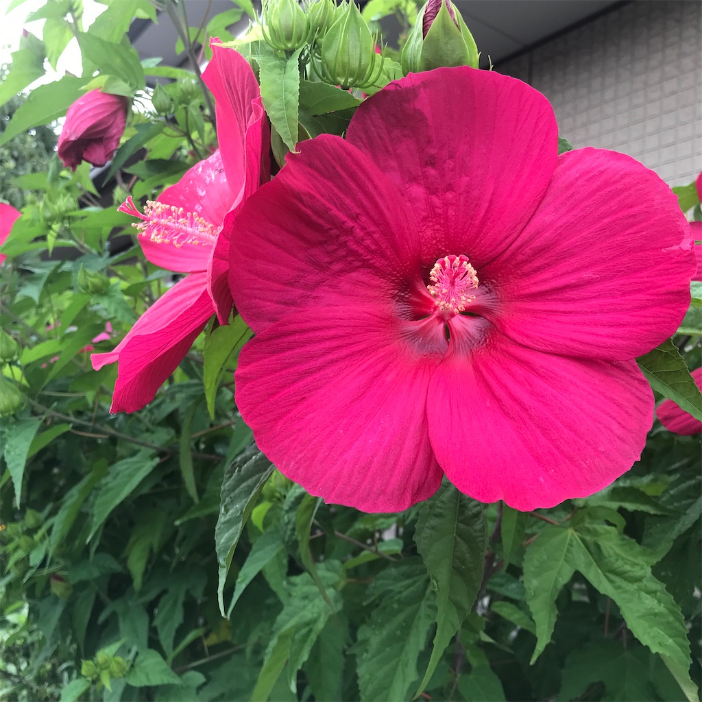 f:id:Aplaudo:20220811210240j:image f:id:Aplaudo:20220811210240j:image