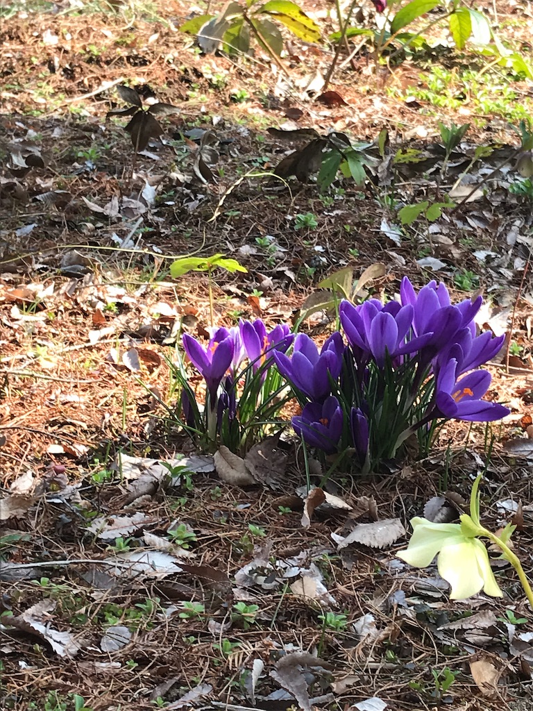 f:id:Aplaudo:20240318181206j:image