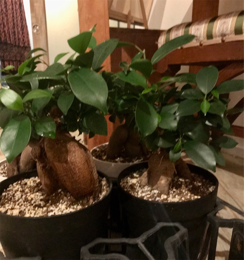 f:id:Aplaudo:20240712222040j:image